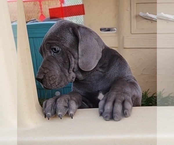 Medium Photo #2 Great Dane Puppy For Sale in OGDEN, UT, USA
