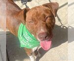Small #2 Beagle-Plott Hound Mix