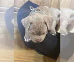 Small Photo #8 American Bully Puppy For Sale in BOLINGBROOK, IL, USA