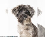 Pretzel - M - Male Mutt Dog for Adoption - Small photo