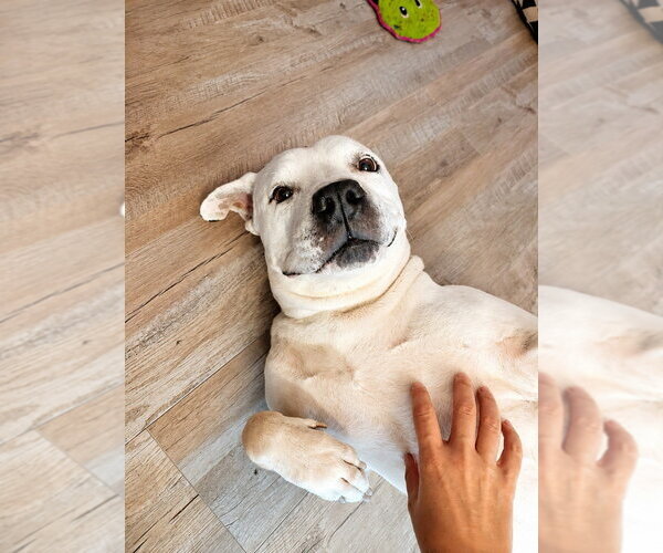 Medium Photo #16 American Staffordshire Terrier Puppy For Sale in Lake Forest, CA, USA
