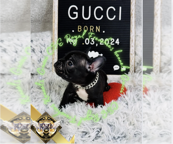 Medium Photo #6 French Bulldog Puppy For Sale in ATHENS, GA, USA