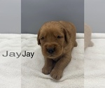 Small #1 Golden Retriever