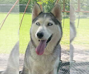 Medium Siberian Husky