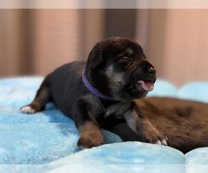 Dachshund-Unknown Mix Dogs for adoption in San Antonio, TX, USA