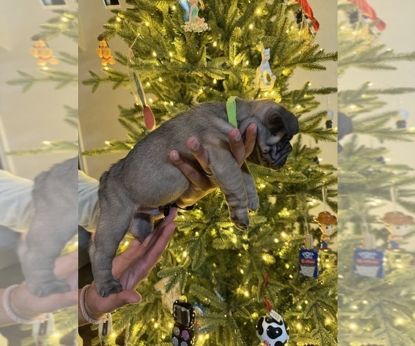 Medium Photo #2 French Bulldog Puppy For Sale in BOYD, TX, USA
