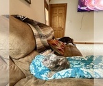 Small Photo #11 French Bulldog Puppy For Sale in RICHARDS, TX, USA