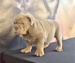 Small Photo #5 English Bulldog Puppy For Sale in CHARLESTON, SC, USA