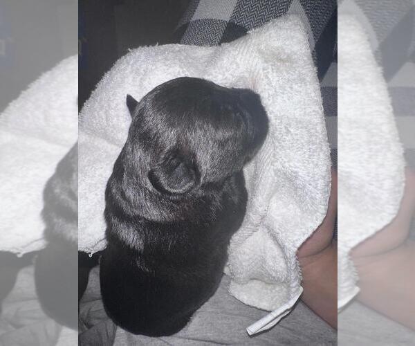 Medium Photo #13 Schnauzer (Miniature) Puppy For Sale in LEHIGH ACRES, FL, USA
