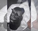 Small Photo #24 Schnauzer (Miniature) Puppy For Sale in LEHIGH ACRES, FL, USA