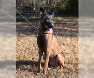 Mutt Dogs for adoption in Glen Allen, VA, USA