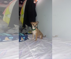 Chiranian Puppy for sale in SILVER SPRING, MD, USA