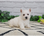 Image preview for Ad Listing. Nickname: Lemuel