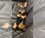Small #11 Cavalier King Charles Spaniel