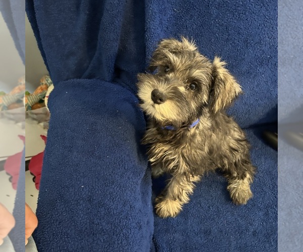 Medium Photo #12 Schnauzer (Miniature) Puppy For Sale in BRIDGETON, NJ, USA
