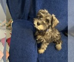 Small #11 Schnauzer (Miniature)
