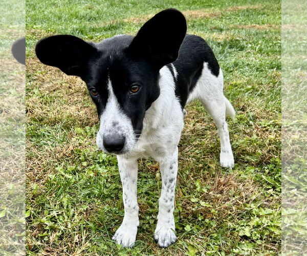 Medium Photo #3 Border Terrier-Unknown Mix Puppy For Sale in Batavia, OH, USA