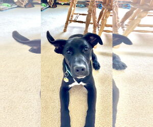 Labrador Retriever-Unknown Mix Dogs for adoption in Estherville, IA, USA