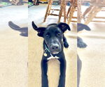 Small Labrador Retriever Mix