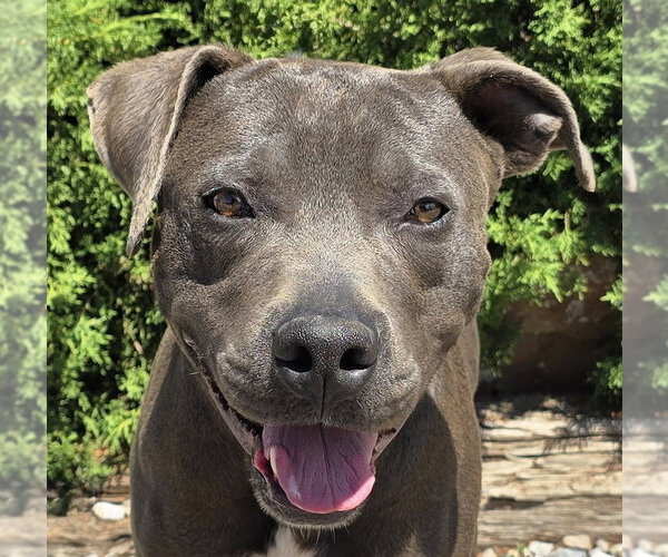 Medium Photo #1 American Staffordshire Terrier Puppy For Sale in Albuquerque, NM, USA