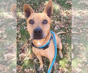 American Pit Bull Terrier-Unknown Mix Dogs for adoption in Sacramento, CA, USA