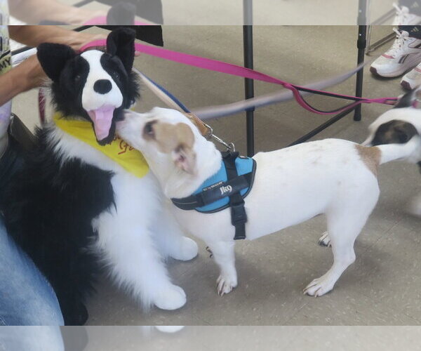 Medium Photo #4 American Pit Bull Terrier-Pekingese Mix Puppy For Sale in Rootstown, OH, USA