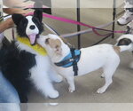 Small #3 American Pit Bull Terrier-Pekingese Mix