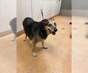 German Shepherd Dog-Unknown Mix Dogs for adoption in Martinez, CA, USA