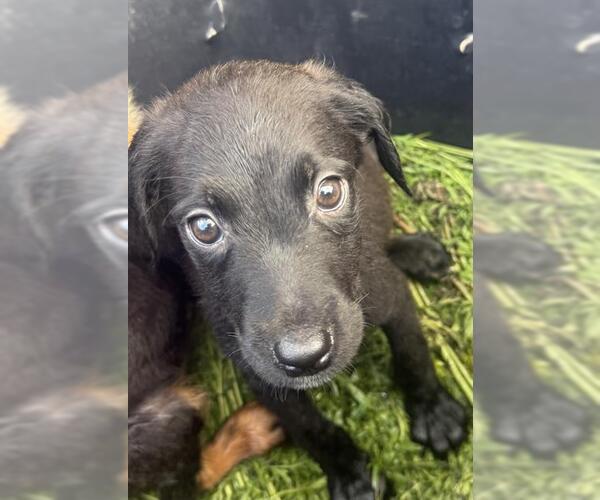 Medium Photo #1 Labrador Retriever-Unknown Mix Puppy For Sale in San Antonio, TX, USA