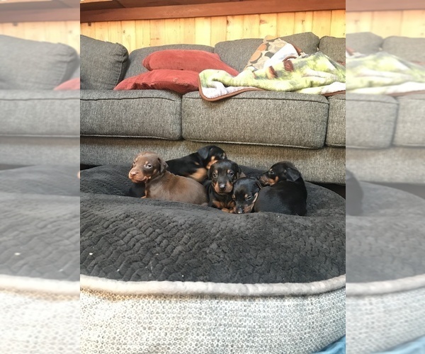 Medium Photo #20 Doberman Pinscher Puppy For Sale in SCAPPOOSE, OR, USA