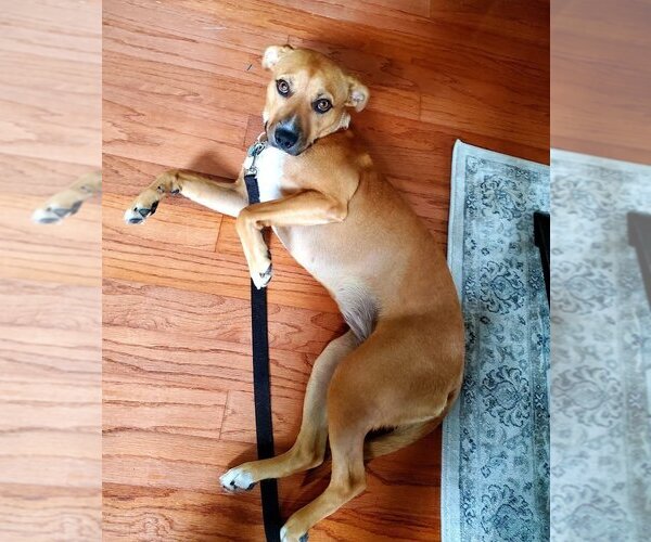 Medium Photo #2 Labrador Retriever-Unknown Mix Puppy For Sale in Calgary, Alberta, Canada