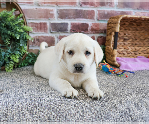 Medium Photo #9 Labrador Retriever Puppy For Sale in SYRACUSE, IN, USA