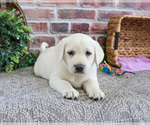 Small #8 Labrador Retriever