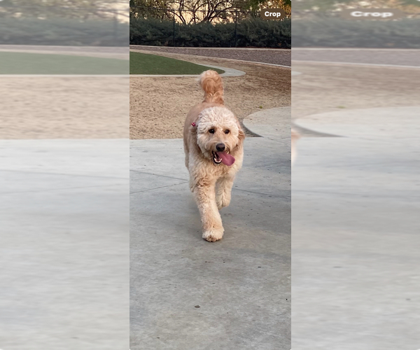 Medium Photo #1 Goldendoodle Puppy For Sale in BREA, CA, USA