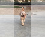 Small Photo #1 Goldendoodle Puppy For Sale in BREA, CA, USA