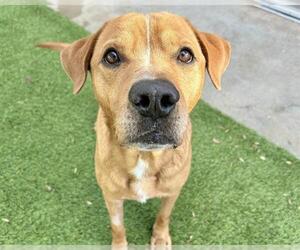 Medium Labrador Retriever Mix