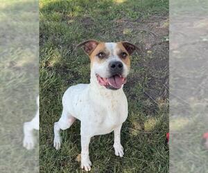 Mutt Dogs for adoption in Lee's Summit, MO, USA