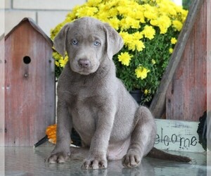 Labrador Retriever Puppy for sale in FREDERICKSBG, OH, USA
