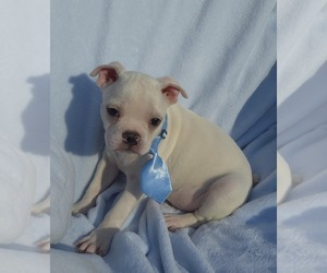 Boston Terrier Puppy for sale in MINERAL WELLS, WV, USA