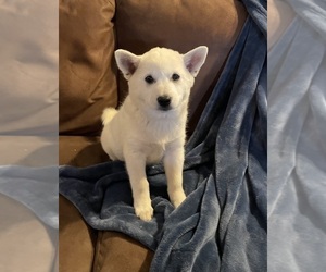 Imo-Inu Puppy for sale in HILLSBORO, WI, USA