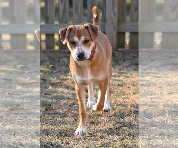 Medium Photo #7 Beagle-Unknown Mix Puppy For Sale in Arlington, VA, USA