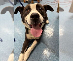 Mutt Dogs for adoption in Pearland, TX, USA