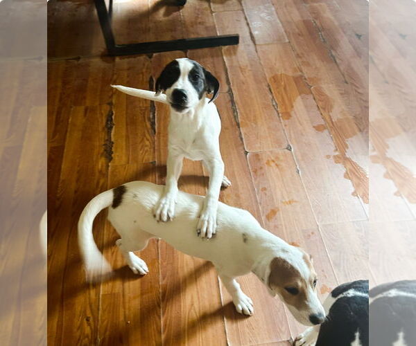 Medium Photo #3 Beagle Puppy For Sale in Apple Valley, CA, USA