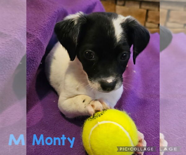 Medium Photo #1 Labrador Retriever-Unknown Mix Puppy For Sale in Royal Palm Beach, FL, USA