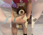 Small #5 Goldendoodle