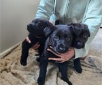 Small German Shepherd Dog