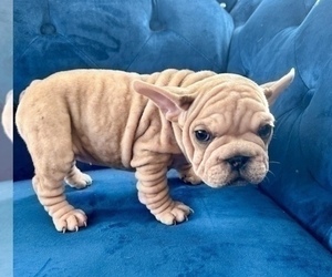 French Bulldog Puppy for sale in CALABASAS HILLS, CA, USA