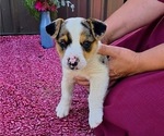 Small Photo #26 Augi Puppy For Sale in MEADOWS OF DAN, VA, USA