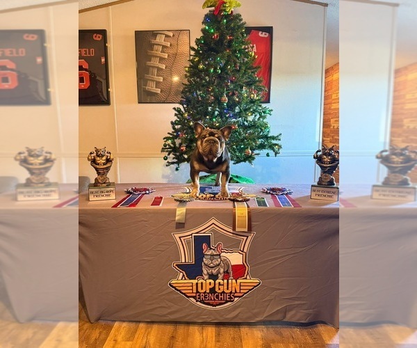 Medium Photo #1 French Bulldog Puppy For Sale in BOYD, TX, USA