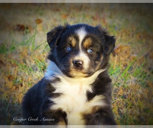 Miniature Australian Shepherd Puppy for sale in SMITHVILLE, AR, USA